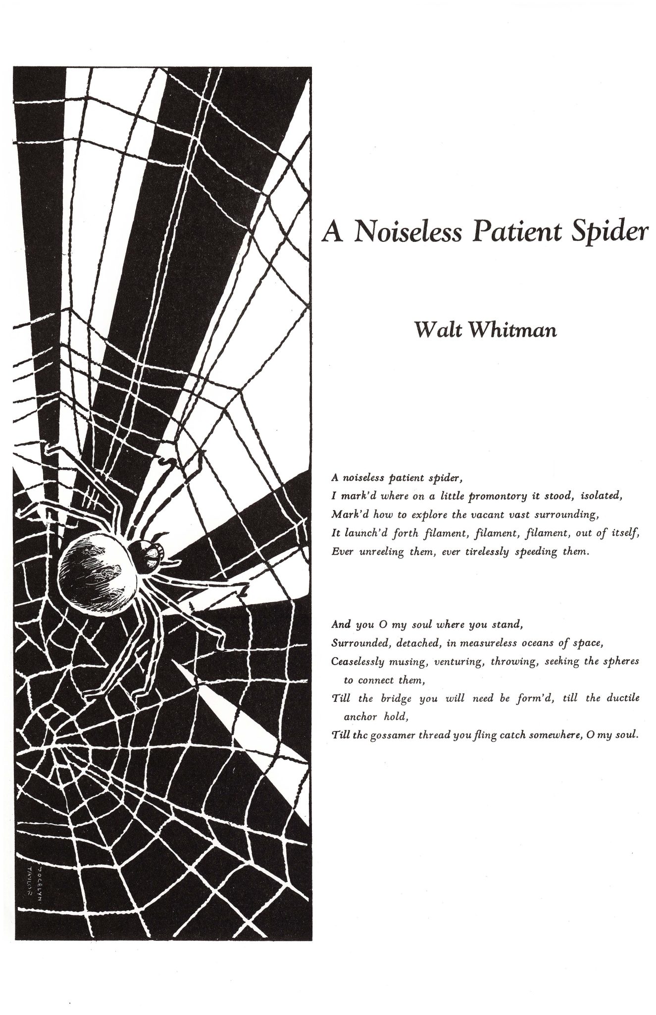 What Is The Meaning Of A Noiseless Patient Spider