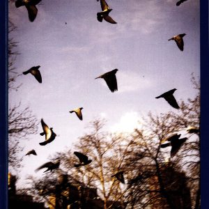 Xanadu Poetry 2016